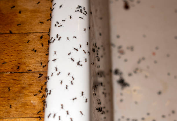 Best Commercial Pest Control Services  in Kingston, WA