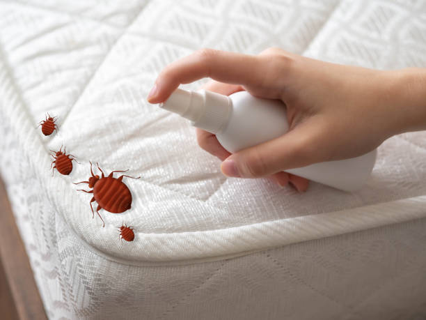 Best Insect Control  in Kingston, WA