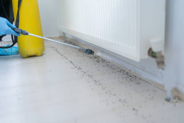 Best Affordable Pest Control Services  in Kingston, WA